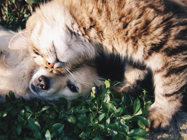 Castración de gatos